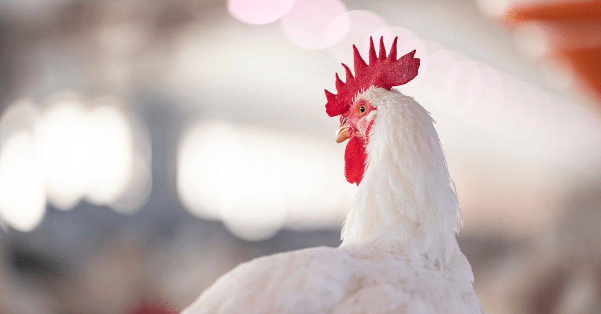 The future of antibiotics in poultry feed Alltech